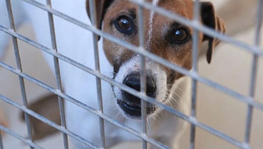 Vagabondage des chiens